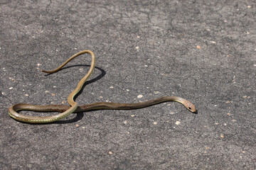 Olive Peitschenschlange / Olive grass snake or Olive whipe snake / Psammophis mossambicus