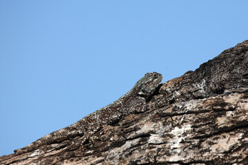 Atlasagame oder Blaukehlagame / Black-necked agama or Southern tree agama / Acanthocercus atricollis or Agama atricollis