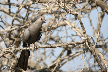Graulärmvogel / Grey lourie or Grey go-away-bird / Corythaixoides concolor