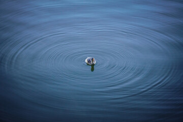 Egyptian gosling - surrounded by ripples