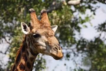 Giraffe / Giraffe / Giraffa camelopardalis