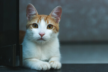 A Yellow and White cat with beaultiful eyes lying down