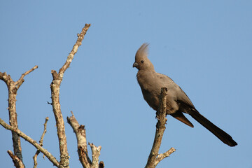 Graulärmvogel / Grey lourie or Grey go-away-bird / Corythaixoides concolor