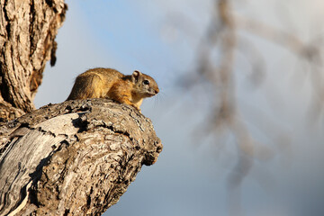 Ockerfußbuschhörnchen / Tree squirrel / Paraxerus Cepapi