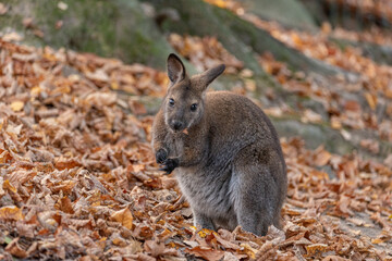 kangaroo in the zoo