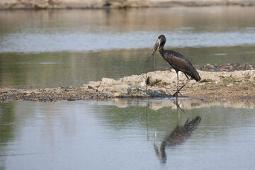 Mohrenklaffschnabel / African openbill / Anastomus lamelligerus