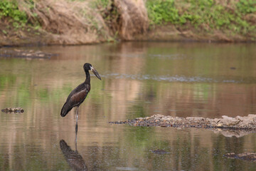 Mohrenklaffschnabel / African openbill / Anastomus lamelligerus