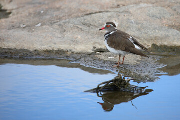 Dreibandregenpfeifer / Three-banded plover or Three-banded sandplover / Charadrius tricollaris