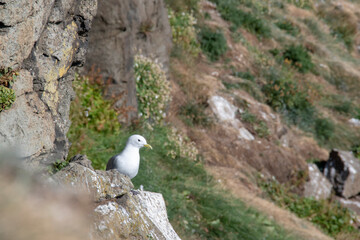 Gull on cliffs in Arctic Ocean on Grimsey Island Iceland