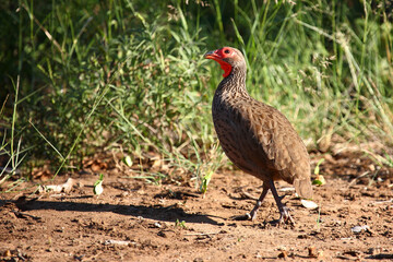 Swainsonfrankolin / Swainson's francolin or Swainson's spurfowl / Francolinus swainsonii.