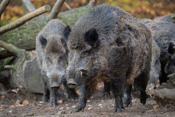 wild boars in the woods