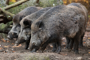 Naklejka na ściany i meble wilds boar in the forest