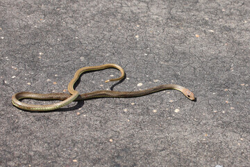 Olive Peitschenschlange / Olive grass snake or Olive whipe snake / Psammophis mossambicus