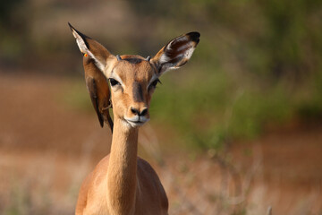 Schwarzfersenantilope und Rotschnabel-Madenhacker / Impala and Red-billed oxpecker / Aepyceros melampus et Buphagus erythrorhynchus.