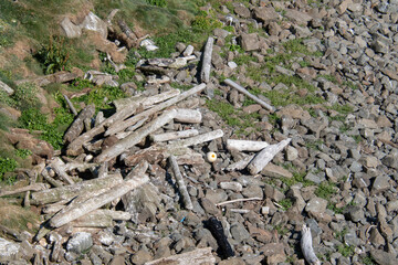 Drift wood washed ashore in Grimsey Island Iceland