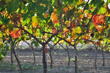 cosecha 2021 cava vino penedes