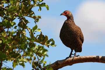 Swainsonfrankolin / Swainson's francolin or Swainson's spurfowl / Francolinus swainsonii.