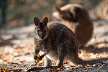 kangaroo in the zoo