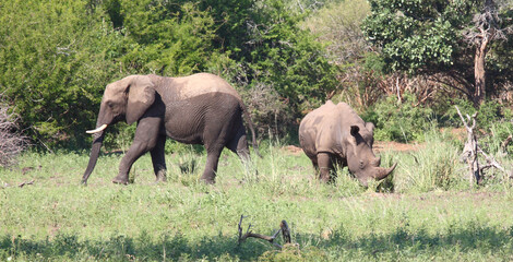 Afrikanischer Elefant und Breitmaulnashorn / African elephant and Square-lipped rhinoceros /...