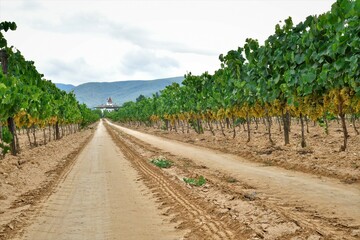 Fototapeta na wymiar cosecha 2021 cava vino penedes