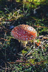 amanita muscaria fly agaric