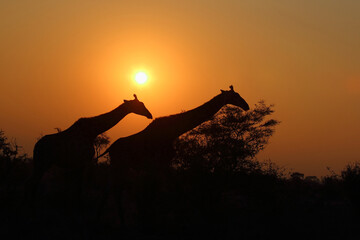 Giraffe / Giraffe / Giraffa camelopardalis