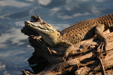 Nilkrokodil / Nile crocodile / Crocodylus niloticus..