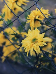 yellow flowers on blue sky