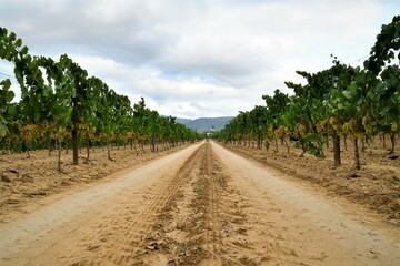 Obraz premium cosecha 2021 cava vino penedes