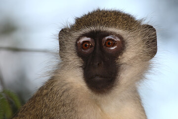 Grüne Meerkatze / Vervet monkey / Cercopithecus aethiops .