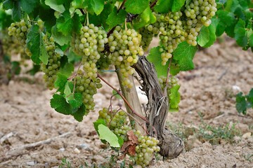 cosecha 2021 cava vino penedes