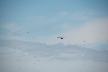 Group of Arctic Terns scattering as plane tries to land on Grimsey Island Iceland