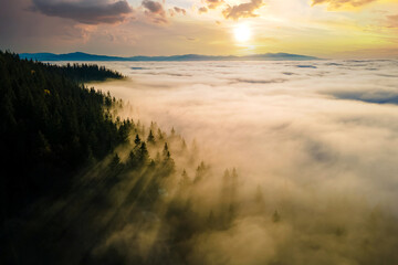 Aerial view of dark green pine trees in spruce forest with sunrise rays shining through branches in foggy fall mountains.