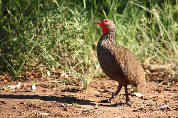 Swainsonfrankolin / Swainson's francolin or Swainson's spurfowl / Francolinus swainsonii.