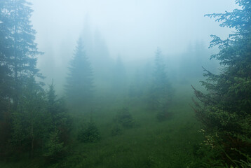Foggy landscape of fir forest in the early morning, magical forest in fog, misty morning in the forest