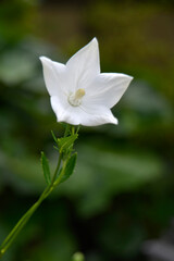 白いキキョウの花