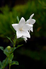白いキキョウの花