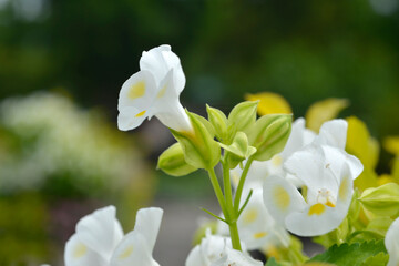 白と黄色のかわいい花