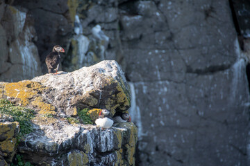Landscape of puffins nesting on cliffs in Grimsey Island Iceland