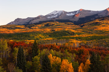 Autumn landscape with Aspen trees in the mountains at Kebler Pass near Crested Butte, Colorado.