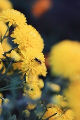 bee on flower