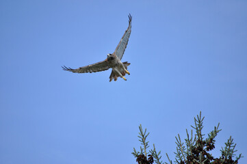 Hawk in flight