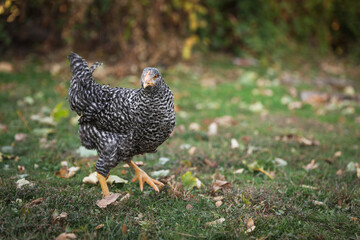 Beautiful chicken in yard on farm. Domestic animal