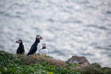 Landscape of puffins nesting on grassy cliffs in Grimsey Island Iceland