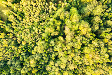 Top down aerial view of bright green spruce and yellow autumn trees in fall forest.
