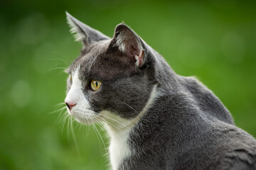 Domestic cat sitting in a garden