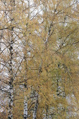 Hintregrund Herbstbaum. Birke im Herbst.