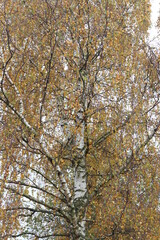 Hintregrund Herbstbaum. Birke im Herbst.