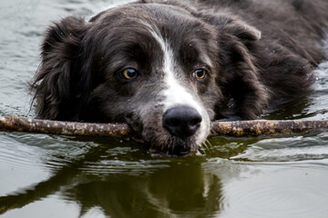 Closeup shot of a black adorable dog swimming holding a twig in its mouth - Powered by Adobe