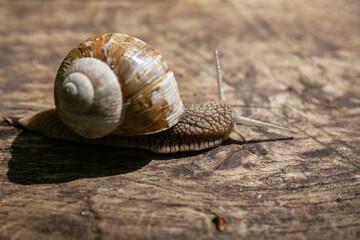 Garden snail